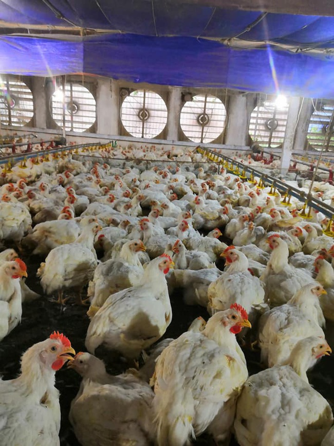 Giá gia cầm hôm nay 31/12: Người nuôi gà công nghiệp phấn khởi thu lời, vịt thịt ngày cuối năm vẫn ê chề - Ảnh 3.