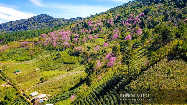 Mê mẩn với rừng hoa mai anh đào nở rộ dưới chân núi Langbiang - Ảnh 1.