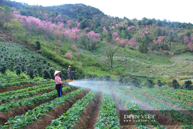 Mê mẩn với rừng hoa mai anh đào nở rộ dưới chân núi Langbiang - Ảnh 8.