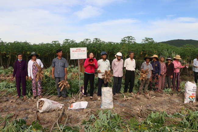 Nâng năng suất, tìm đầu ra của sắn miền Trung - Ảnh 1.