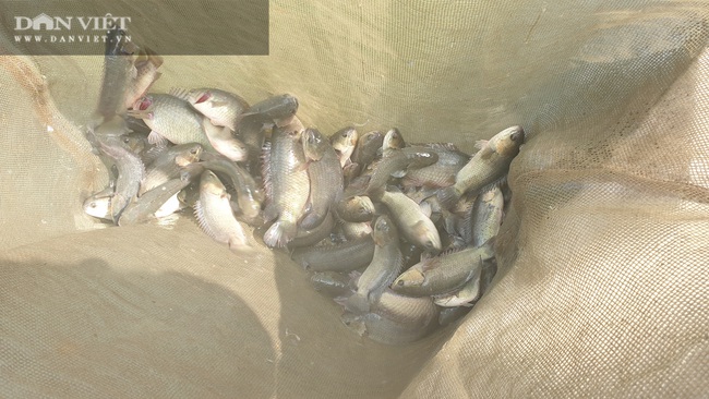 Thái Bình: Tròn mắt với quy mô nuôi cá rô đồng, một năm bán cả trăm tấn   - Ảnh 6.