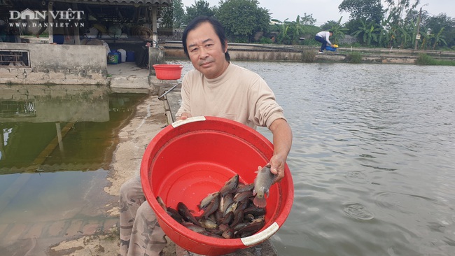 Thái Bình: Tròn mắt với quy mô nuôi cá rô đồng, một năm bán cả trăm tấn   - Ảnh 2.
