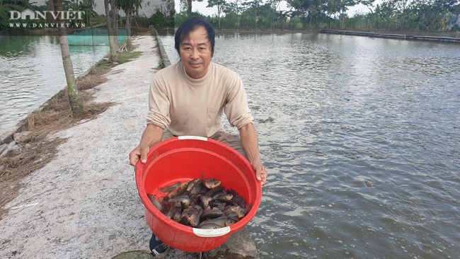 Thái Bình: Tròn mắt với quy mô nuôi cá rô đồng, một năm bán cả trăm tấn   - Ảnh 8.