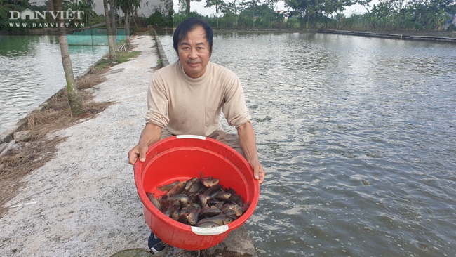 Thái Bình: Tròn mắt với quy mô nuôi cá rô đồng, một năm bán cả trăm tấn - Ảnh 8.