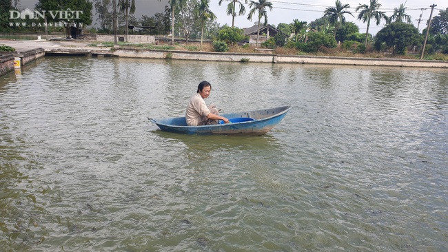 Thái Bình: Tròn mắt với quy mô nuôi cá rô đồng, một năm bán cả trăm tấn   - Ảnh 3.