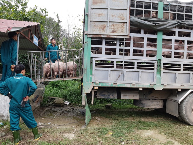 Trại lợn Đại Thành Lộc khắc phục hệ thống xử lý nước thải, nỗ lực bảo vệ môi trường   - Ảnh 4.