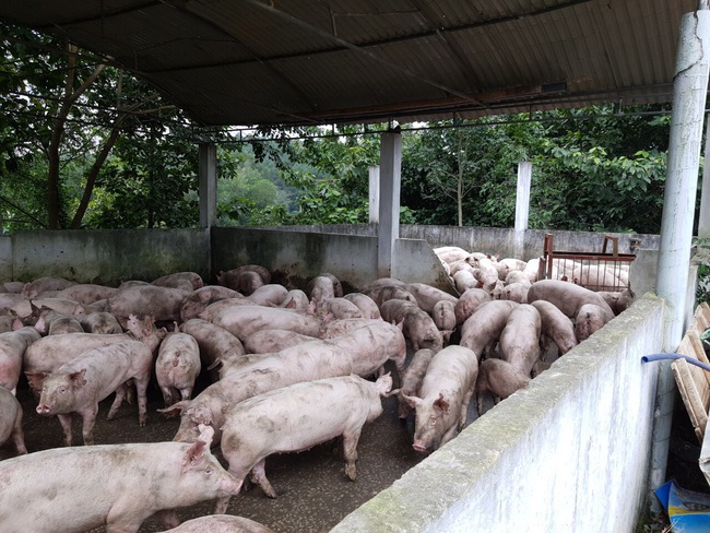 Trại lợn Đại Thành Lộc khắc phục hệ thống xử lý nước thải, nỗ lực bảo vệ môi trường   - Ảnh 5.