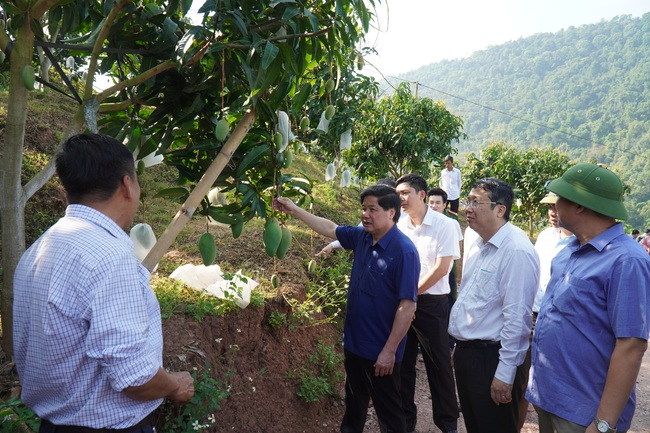 Vượt dịch Covid-19, Việt Nam mở cửa xuất khẩu nhiều cây trái - Ảnh 1.