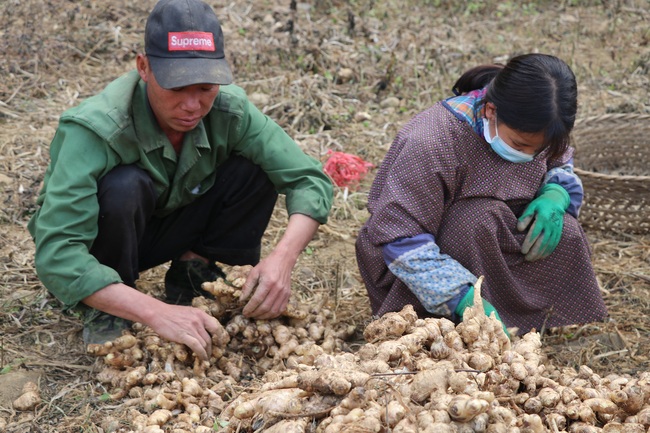 Liên kết trồng gừng, dân Lục Khu hết “khát” - Ảnh 1.