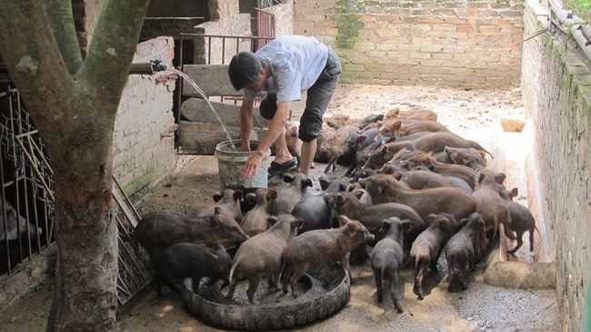 Vĩnh Phúc: Nuôi thứ lợn đẻ khỏe, ăn tạp, mặt xấu, ông nông dân này phát tài - Ảnh 1.