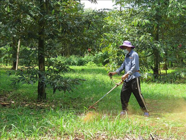 Đưa công nghệ vào ruộng vườn, nông dân Đồng Nai nhanh giàu - Ảnh 1.