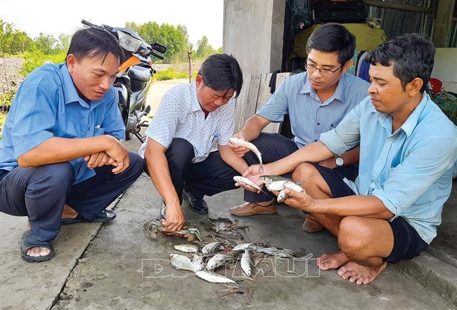 Cà Mau: Thả cá đối mục trong ao nuôi tôm sú, bất ngờ bắt được hơn 1,5 tấn, nông dân mừng vì bán đắt hàng - Ảnh 1.