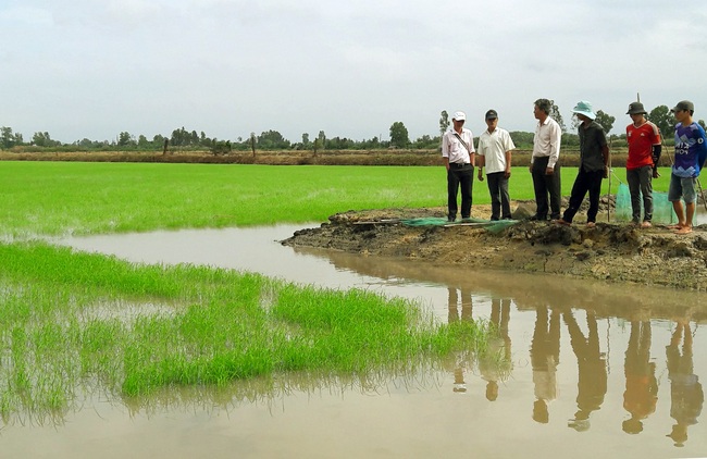 Làm giống lúa này, nông dân Bạc Liêu không lo đầu ra vì đã có doanh nghiệp bao tiêu - Ảnh 1.