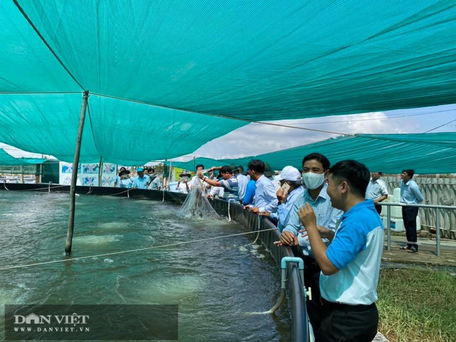 Bến Tre: Nuôi tôm công nghệ cao, mỗi lần bắt lên vài trăm tấn, một nông dân thu cả chục tỷ/năm - Ảnh 6.