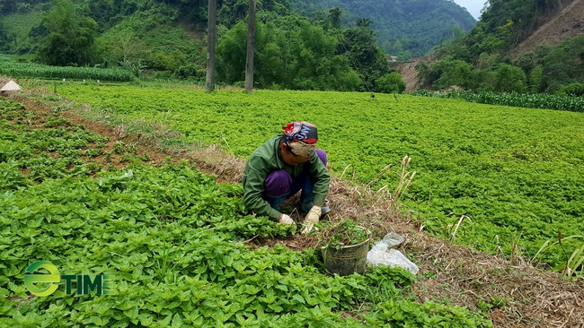 Cây thạch đen rộng đường xuất ngoại, nông dân xứ Lạng phấn khởi - Ảnh 1.