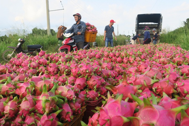 Giá thanh long tăng lên 40.000 đồng/kg: Chiêu trò của thương lái Trung Quốc? - Ảnh 1.