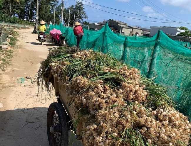 Tỏi Lý Sơn được mùa lại rớt giá - Ảnh 2.