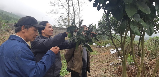 Bí quyết ép da xanh ra trái vụ của lão nông Hòa Bình - Ảnh 2.