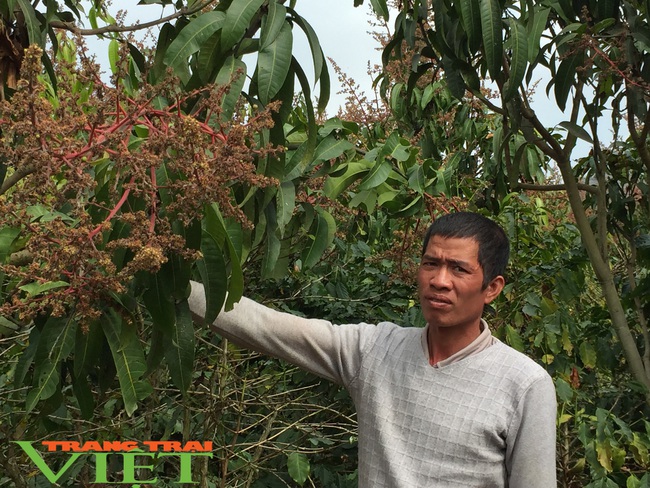 Nông dân giỏi Sơn La- làm giàu nhờ trồng rau sạch  - Ảnh 4.