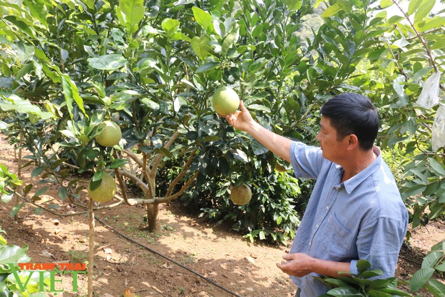 Ôm đống nghề, lão nông Sơn La “đút túi” 200 triệu/năm - Ảnh 3.