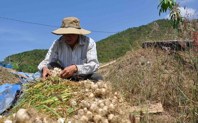 Tỏi Lý Sơn “được mùa mất giá” - Ảnh 2.