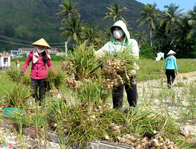 Tỏi Lý Sơn “được mùa mất giá” - Ảnh 3.