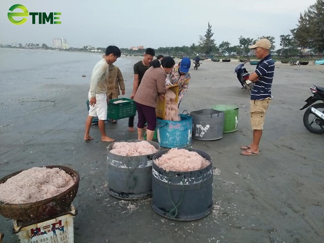 Quên nhọc nhằn, kiếm tiền triệu mỗi ngày nhờ trúng mùa ruốc biển - Ảnh 3.