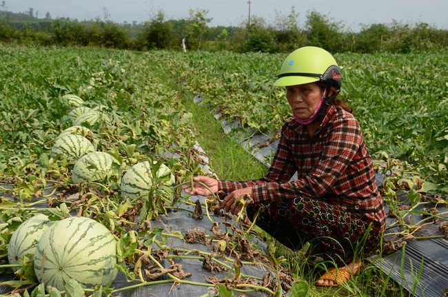 Giá dưa hấu chưa đến 1 ngàn đồng/kg nhưng không ai mua - Ảnh 1.