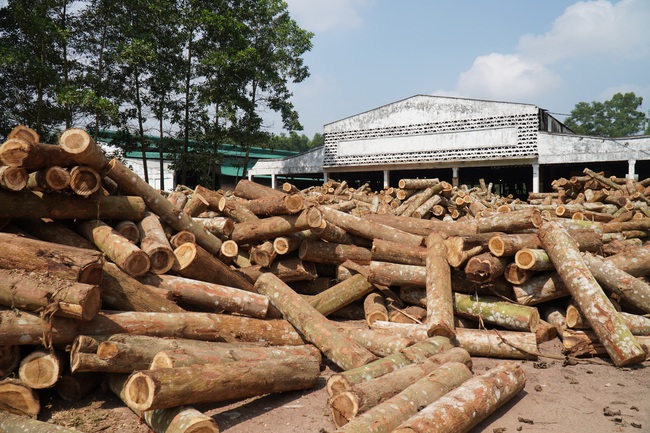 Chế biến gỗ lớn ở Nghệ An, kiếm lãi đều như vắt chanh 1 triệu/m3 - Ảnh 2.