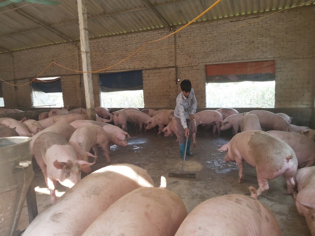 Giá thành 35.000 đồng/kg bán75.000 đồng/kg, Thủ tướng yêu giảm giá lợn hơi xuống - Ảnh 1.
