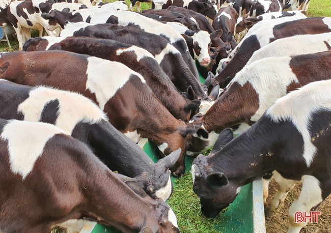Nông dân đầu tiên ở Hà Tĩnh nuôi bò đực sữa của Tập đoàn TH True Milk - Ảnh 1.