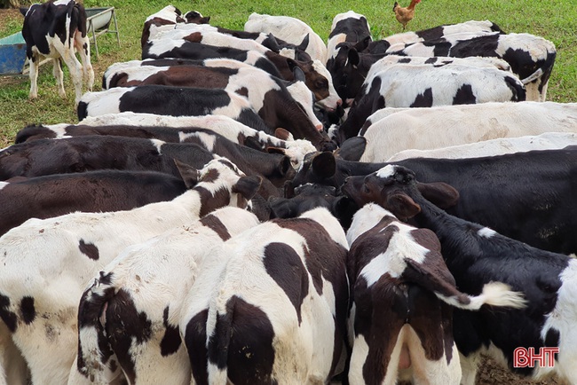 Nông dân đầu tiên ở Hà Tĩnh nuôi bò đực sữa của Tập đoàn TH True Milk - Ảnh 12.
