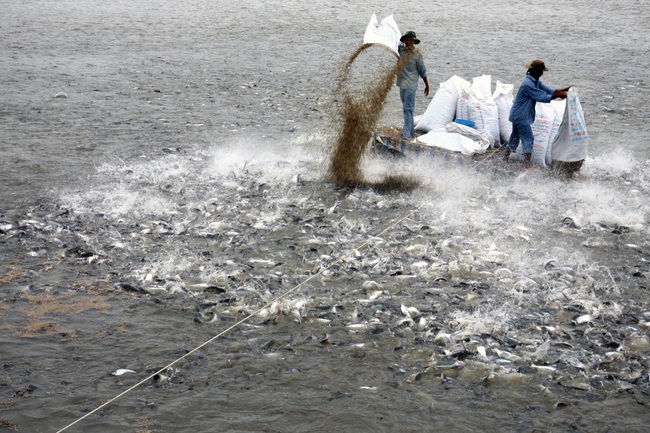 Đơn hàng mua cá tra từ Trung Quốc phục hồi, nhưng giá giảm mạnh - Ảnh 1.