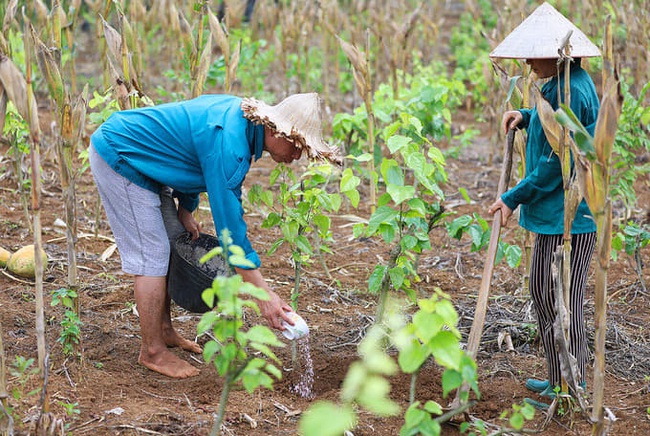 Nông dân Lạng Sơn &quot;biến&quot; rau dại trên núi thành rau đặc sản nức tiếng - Ảnh 2.