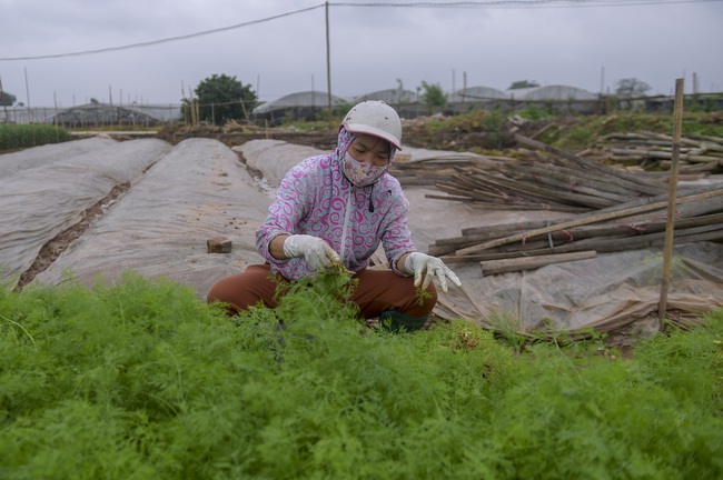 Hà Nội: Xót xa nông dân trồng hoa bỏ ruộng hoang chờ qua dịch Covid-19 - Ảnh 8.