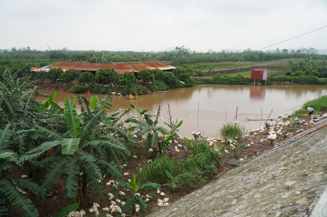 Dự án sân golf quốc tế Thuận Thành: Diện tích xây dựng không vượt quá 5% bãi sông!  - Ảnh 1.