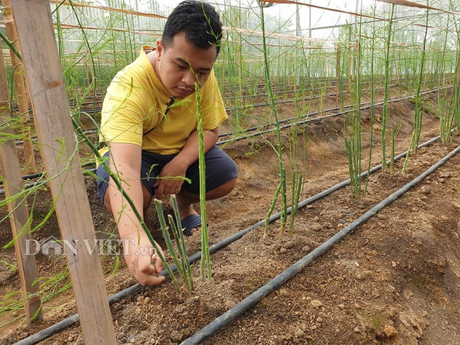 Điện Biên: Đưa rau hoàng đế vào nhà lưới trồng theo mô hình “5 không” - Ảnh 1.