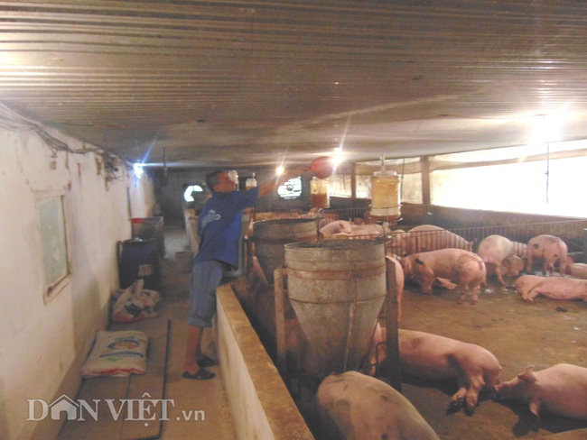 Nuôi lợn thịt giữa mùa dịch lãi 6 triệu đồng/con - Ảnh 4.