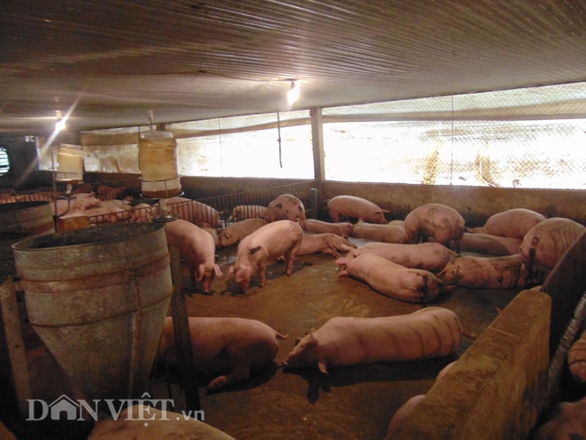 Nuôi lợn thịt giữa mùa dịch lãi 6 triệu đồng/con - Ảnh 2.