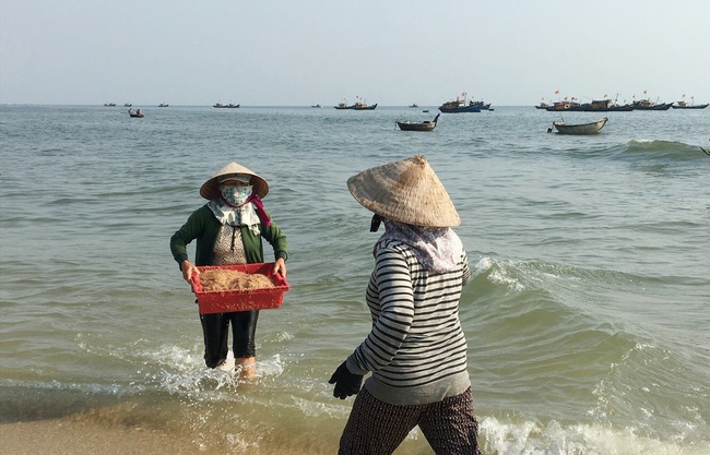 Quảng Nam: Mỗi ngày trúng cả tấn ruốc đỏ au, ngư dân bỏ túi hàng chục triệu đồng  - Ảnh 2.