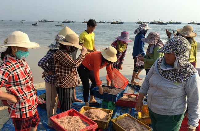 Quảng Nam: Mỗi ngày trúng cả tấn ruốc đỏ au, ngư dân bỏ túi hàng chục triệu đồng  - Ảnh 3.