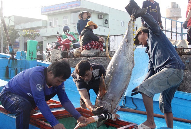 Nỗ lực gỡ “thẻ vàng” IUU: “Soi” tàu cá có nguy cơ 
vi phạm từ bến - Ảnh 1.