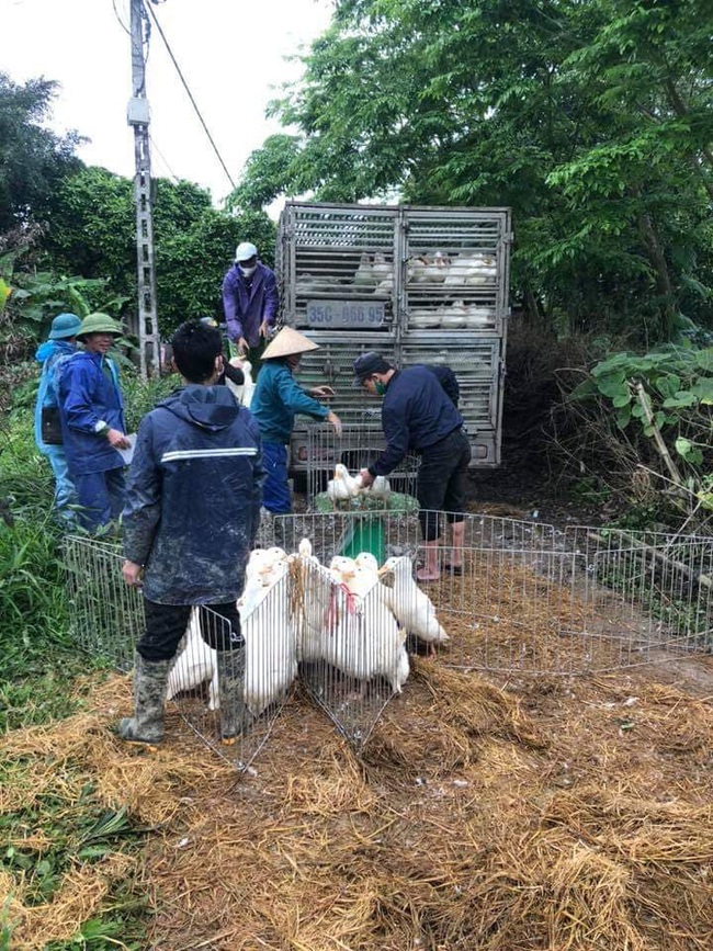 Lái buôn thu mua vịt tại các trại ở khu vực tỉnh Ninh Bình. Giá vịt thịt hôm nay dao động ở mức trên dưới 34.000 đồng/kg.