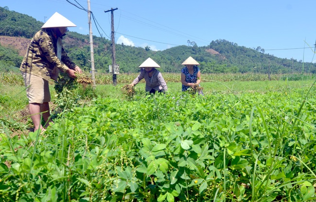 “Vựa lạc” xứ Tuyên được mùa nhờ chăm sóc tốt  - Ảnh 3.