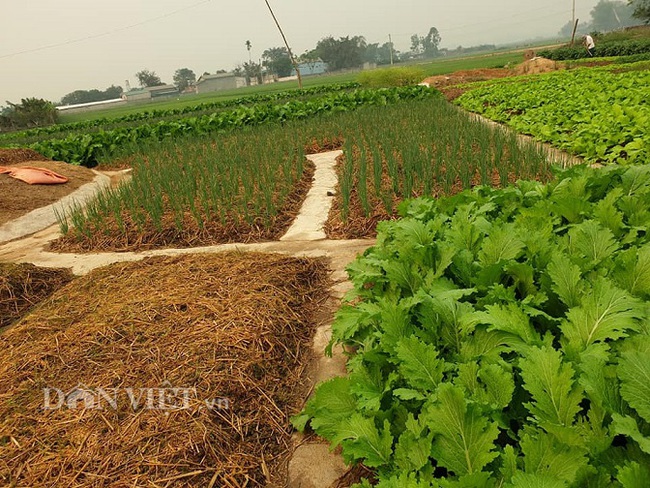 Điện Biên: Lão nông đổ bê tông toàn bộ lối đi cho vườn rau 1 ha - Ảnh 2.