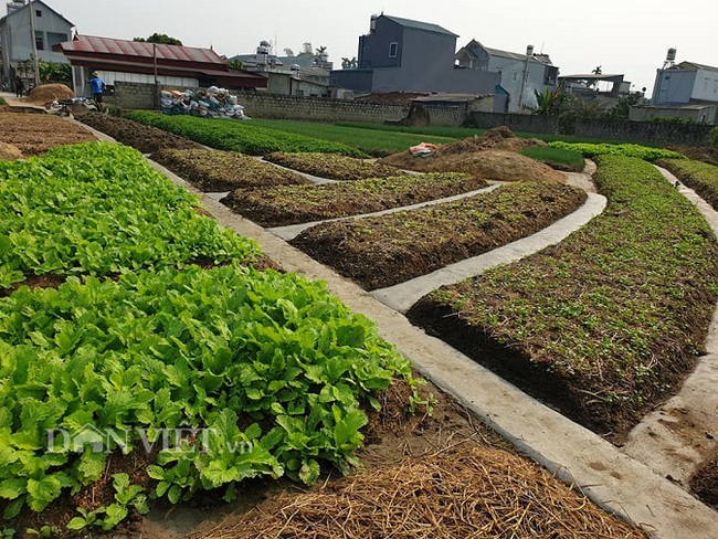 Điện Biên: Lão nông đổ bê tông toàn bộ lối đi cho vườn rau 1 ha - Ảnh 1.