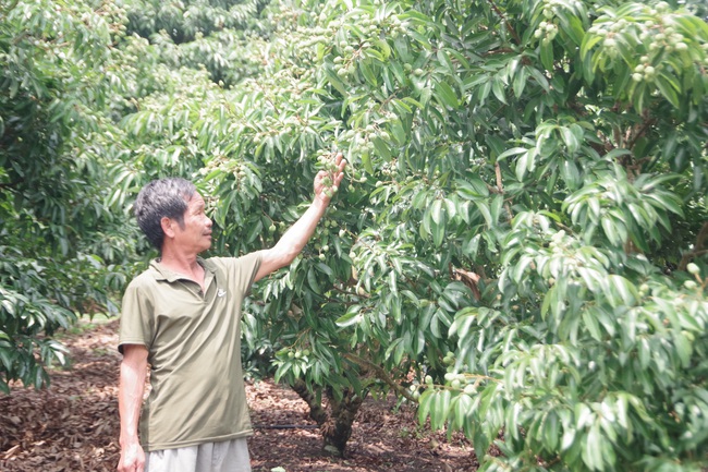 190 thương nhân Trung Quốc chấp nhận cách ly 14 ngày, chờ mua vải thiều - Ảnh 2.