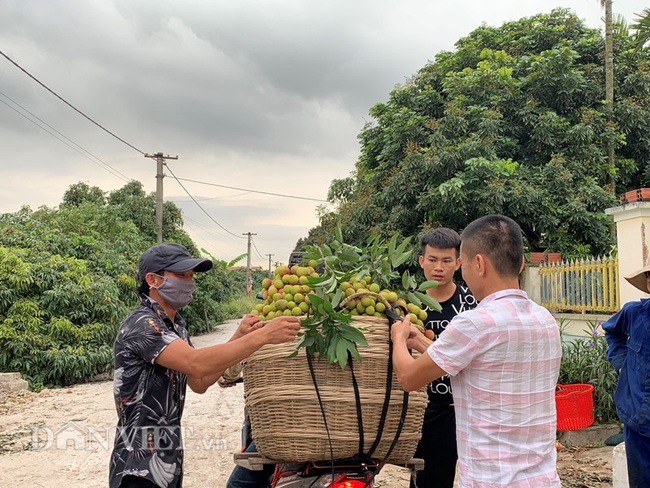 Quảng Ninh: Chi hàng chục tỷ cho thương hiệu Vải chín sớm, nhưng ra chợ phải đeo mác khác - Ảnh 2.