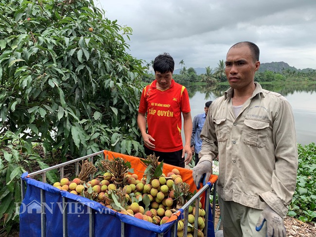 Quảng Ninh: Chi hàng chục tỷ cho thương hiệu Vải chín sớm, nhưng ra chợ phải đeo mác khác - Ảnh 3.