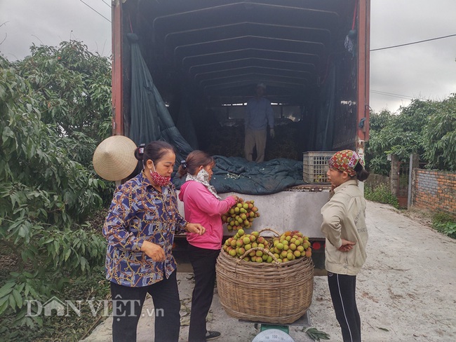 Quảng Ninh: Chi hàng chục tỷ cho thương hiệu Vải chín sớm, nhưng ra chợ phải đeo mác khác - Ảnh 5.